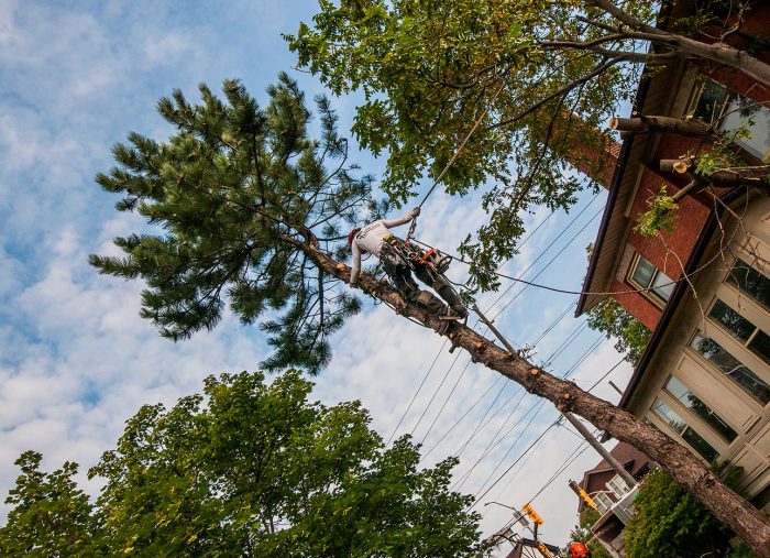 Tree Climber