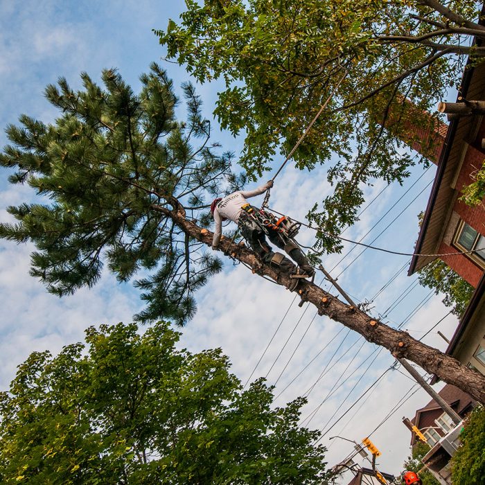 Tree Climber