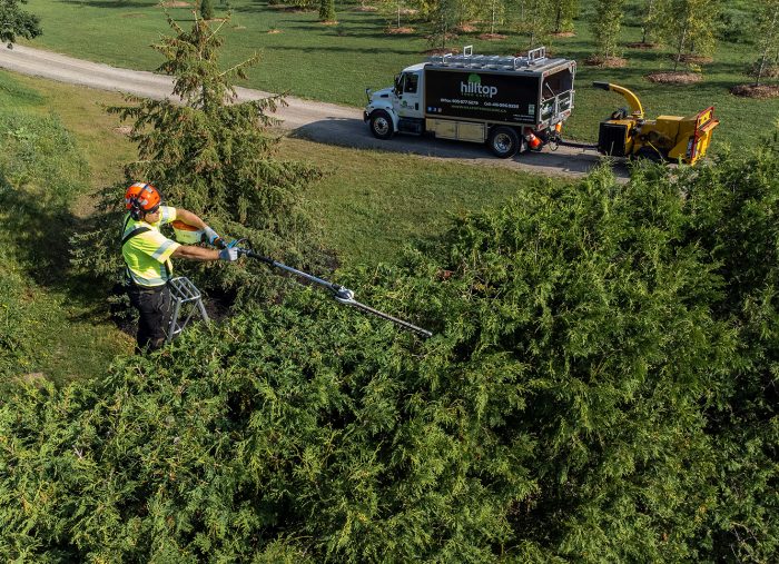 Spring Tree Care Tips: Get Your Trees Ready for Growth! Spring Tree Care Tips: Get Your Trees Ready for Growth!