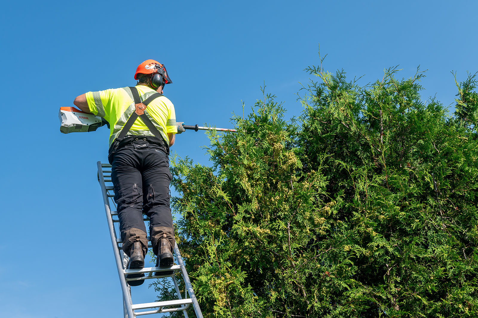Summer Tree Care Tips: Keep Your Trees Healthy in the Heat | Hilltop ...