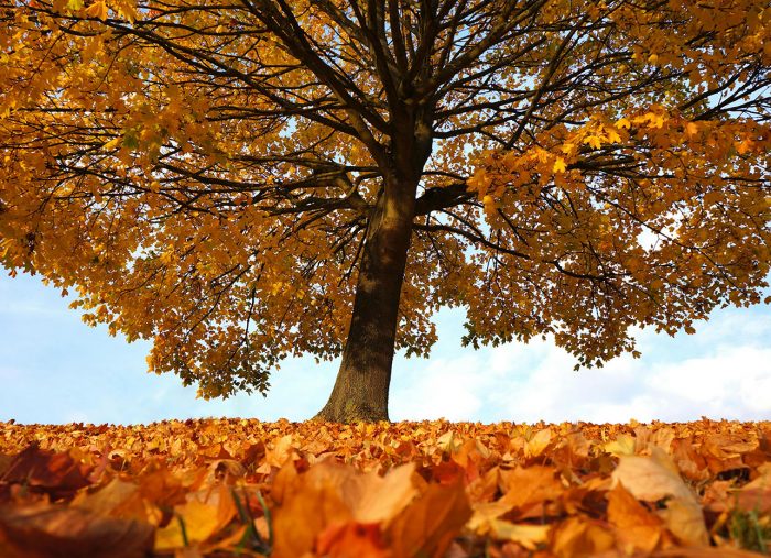Fall Tree Care Tips for a Healthy Landscape