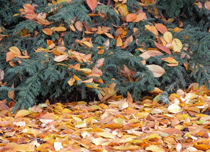 How to protect your trees and shrubs this winter How to protect your trees and shrubs this winter